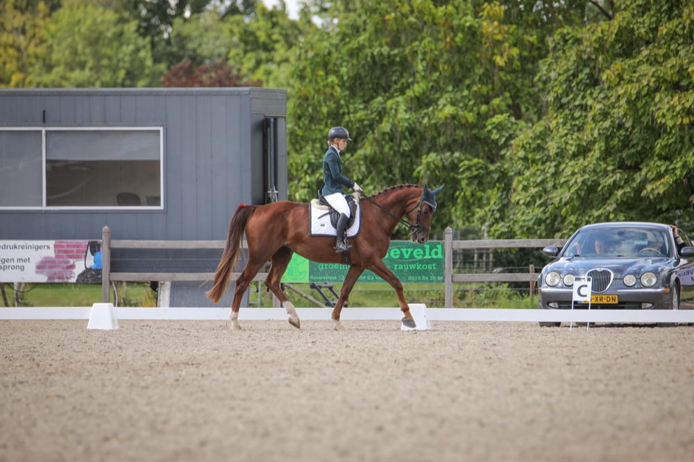 Paarden Training